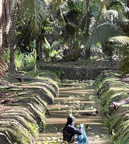 Coco Damnoen Coconut Farm healthy soil