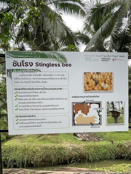 Stingless bee Coco Damnoen Organic Coconut Farm